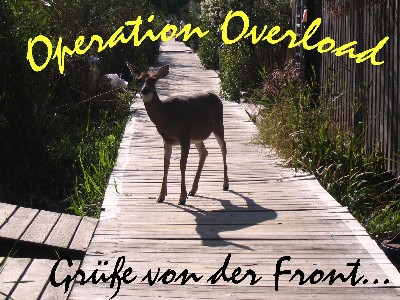 operation holdienudel