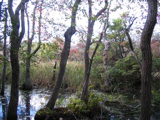 urwald