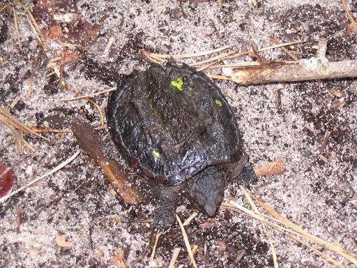 turtle