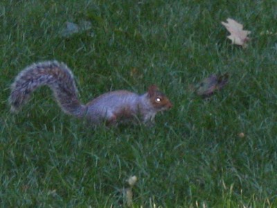 squirrel