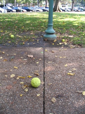 squirrel bowling