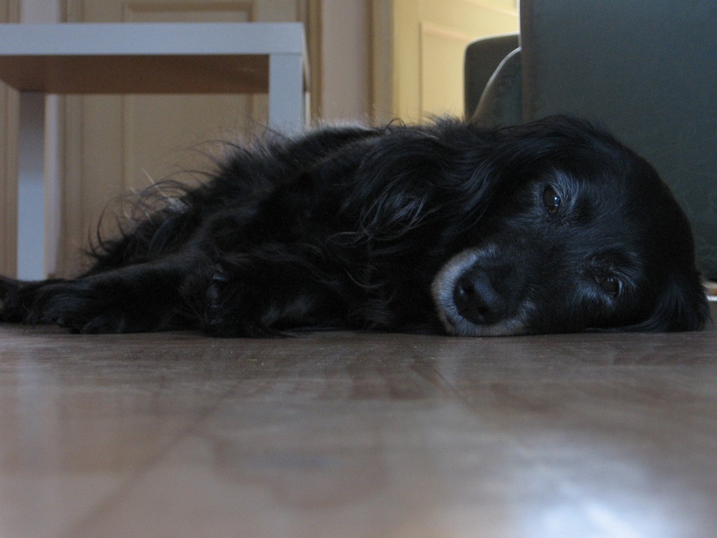 Felix 2008